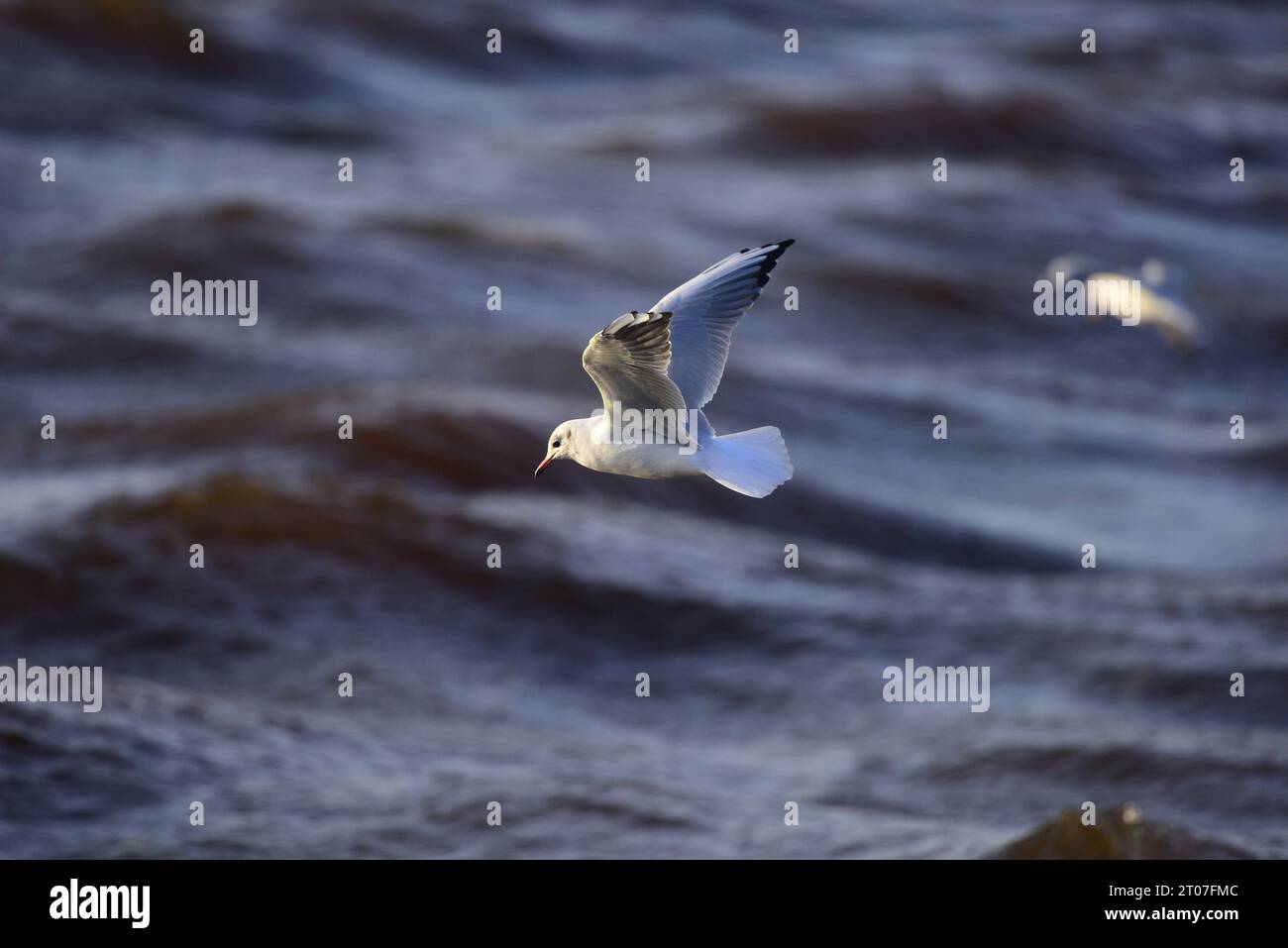 Mouette à tête noire Chroicocephalus ridibundus Banque D'Images