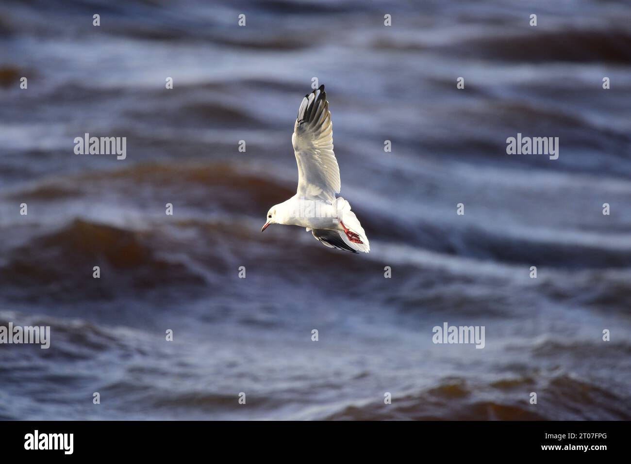 Mouette à tête noire Chroicocephalus ridibundus Banque D'Images