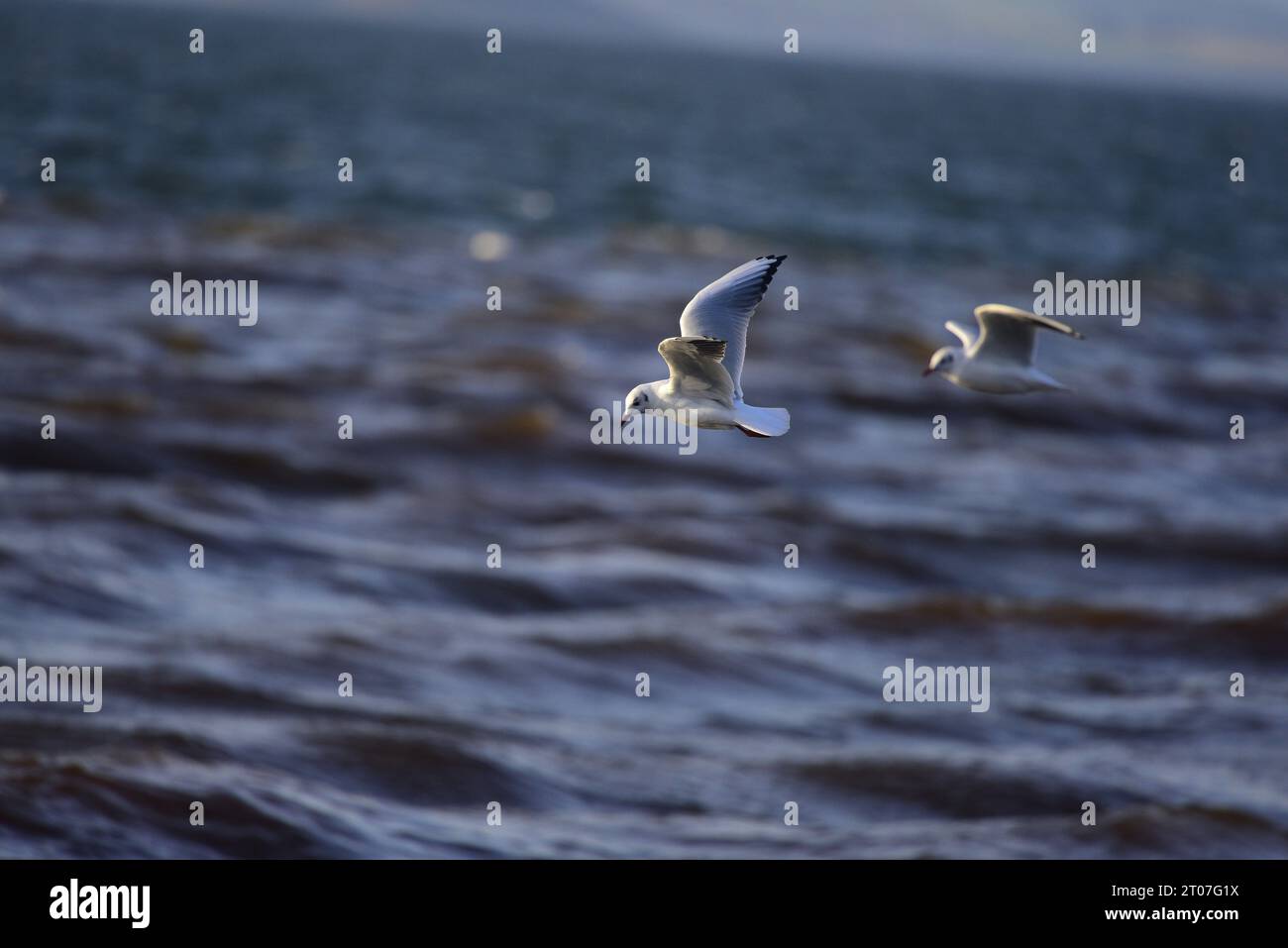 Mouette à tête noire Chroicocephalus ridibundus Banque D'Images