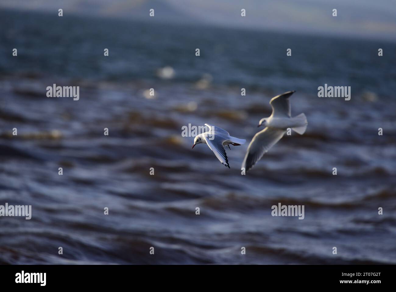 Mouette à tête noire Chroicocephalus ridibundus Banque D'Images