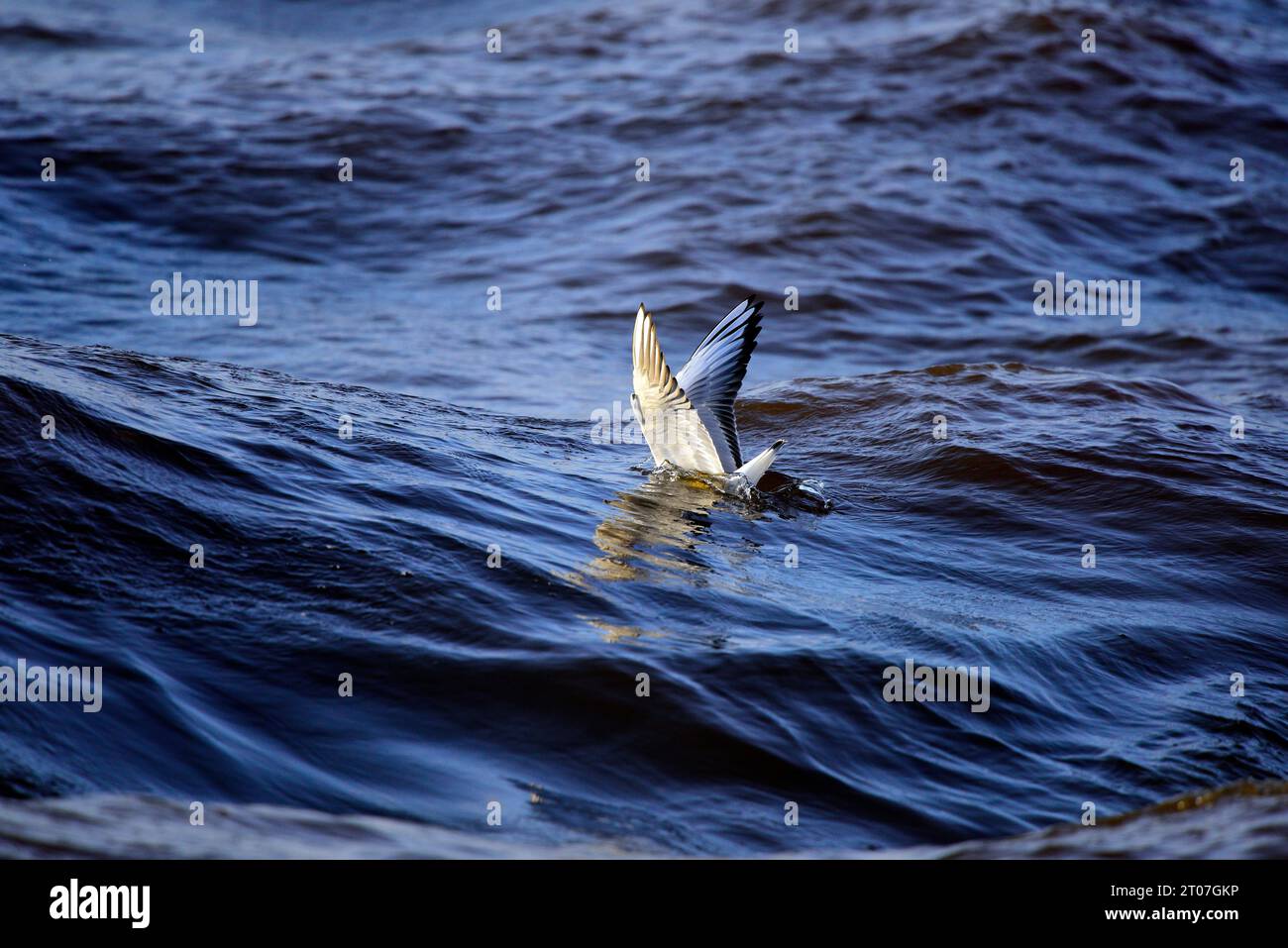 Mouette à tête noire Chroicocephalus ridibundus Banque D'Images