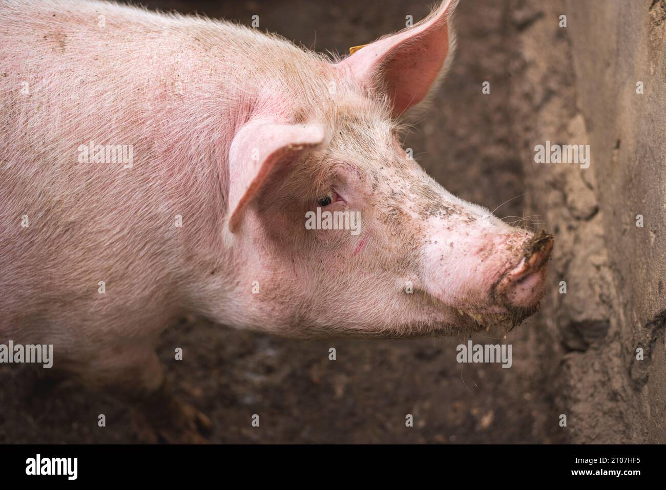 Photo portrait de gros cochon avec de la boue sur le visage. Banque D'Images