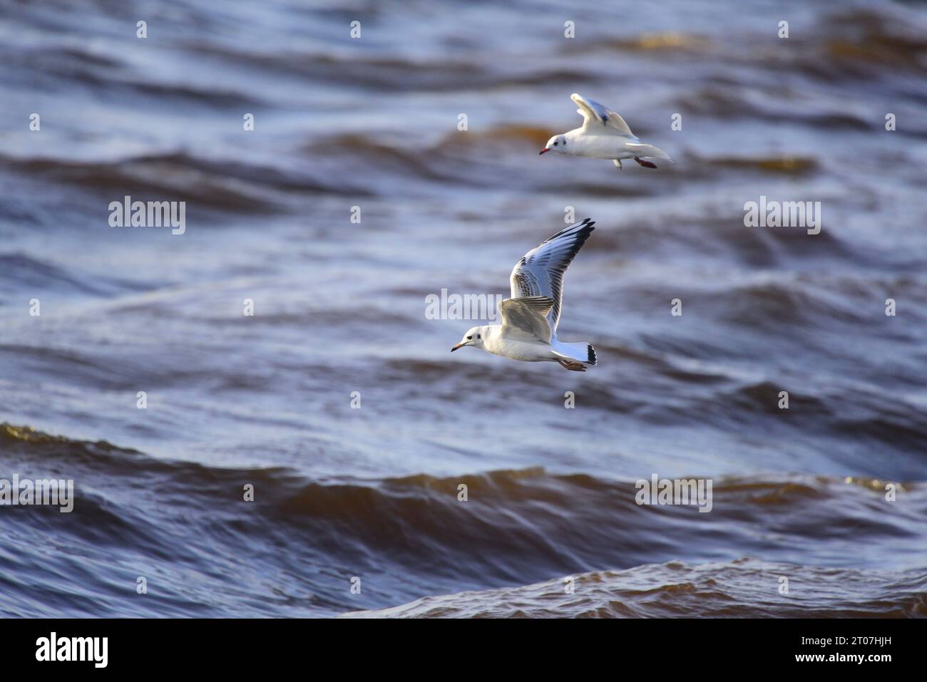 Mouette à tête noire Chroicocephalus ridibundus Banque D'Images