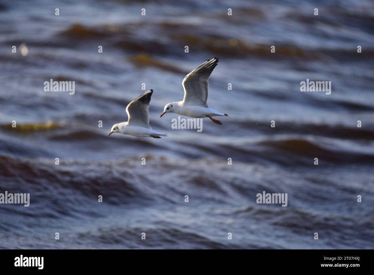 Mouette à tête noire Chroicocephalus ridibundus Banque D'Images