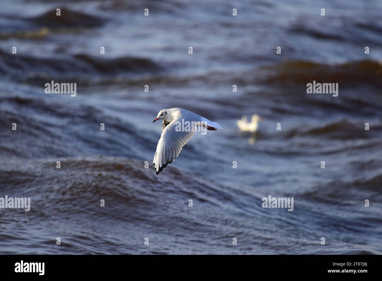 Mouette à tête noire Chroicocephalus ridibundus Banque D'Images