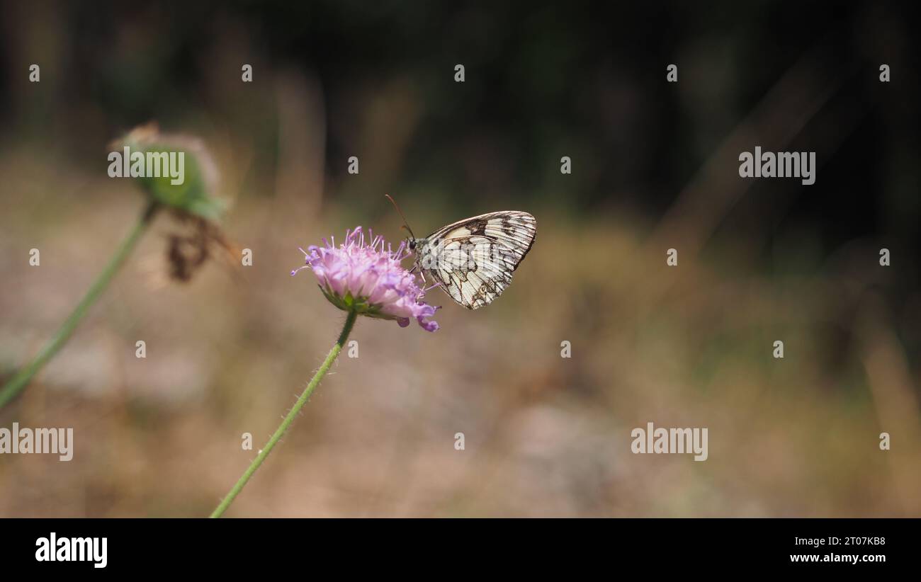 Un papillon noir et blanc (blanc marbré) sur une fleur sauvage dans la campagne de Pologne Banque D'Images