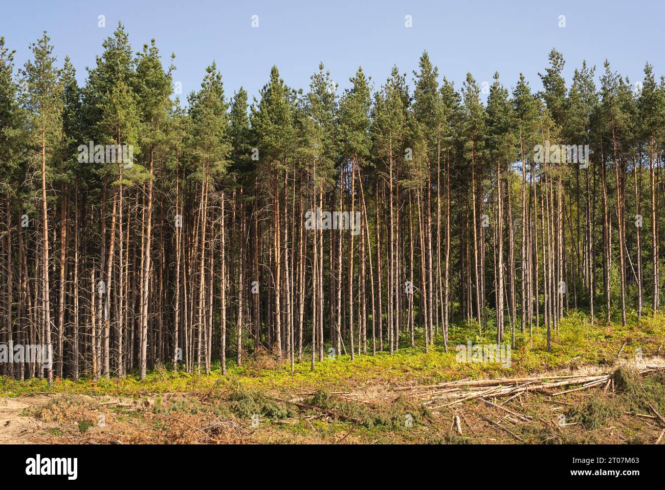 Forêt de pins dévastée après avoir coupé trois pour l'industrie du bois Banque D'Images