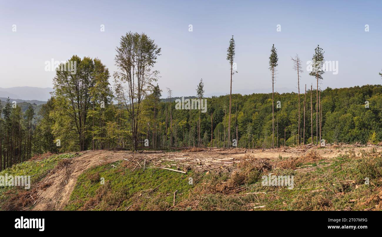 Forêt de pins dévastée après avoir coupé trois pour l'industrie du bois Banque D'Images