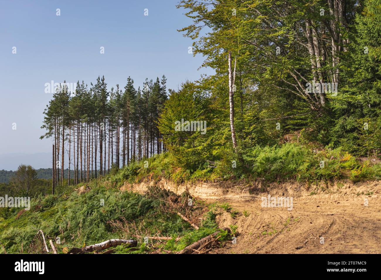 Forêt de pins dévastée après avoir coupé trois pour l'industrie du bois Banque D'Images