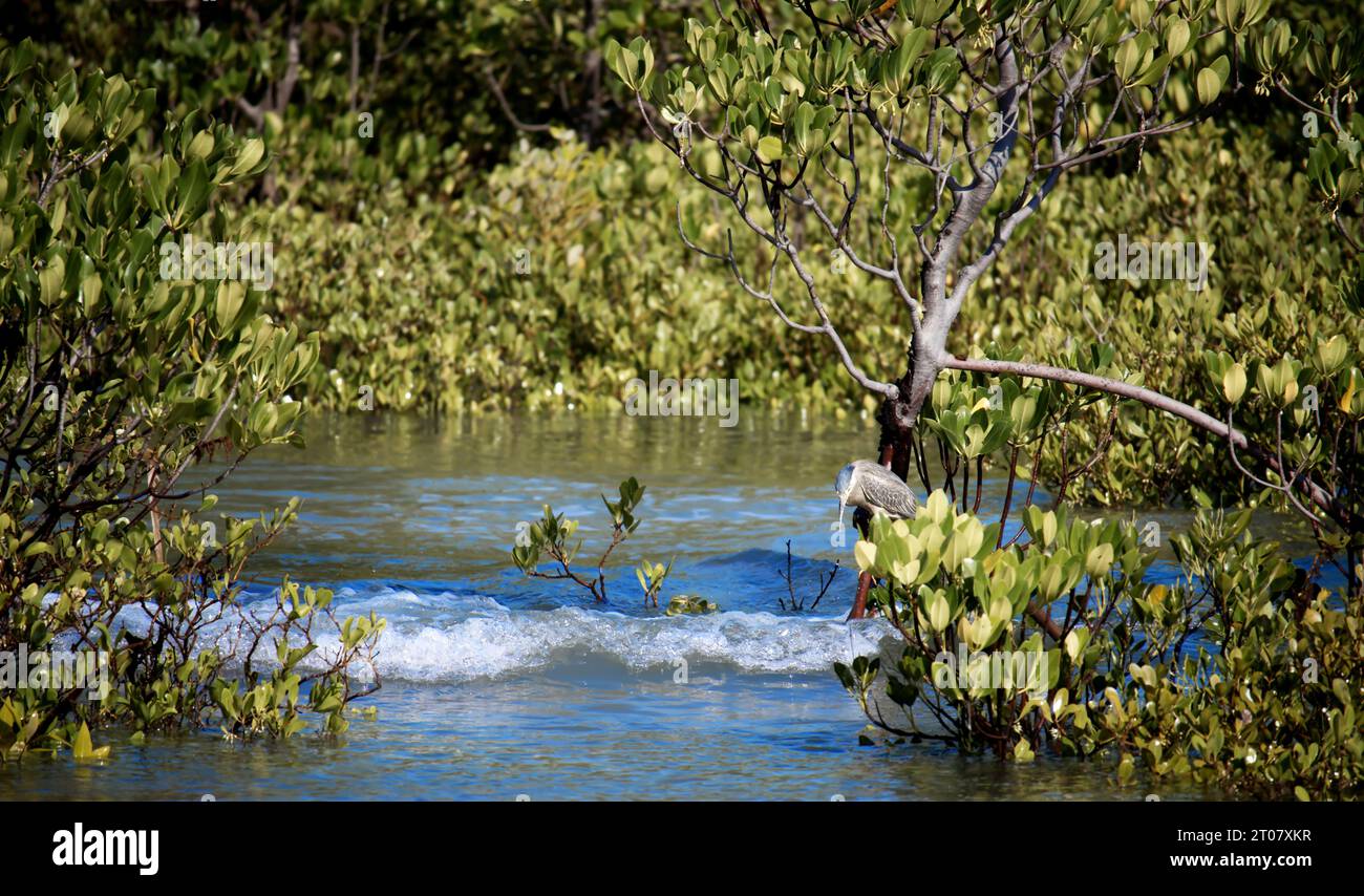 Pied Cormorant à la recherche de nourriture dans les mangroves dans un raz-de-marée entrant. Banque D'Images