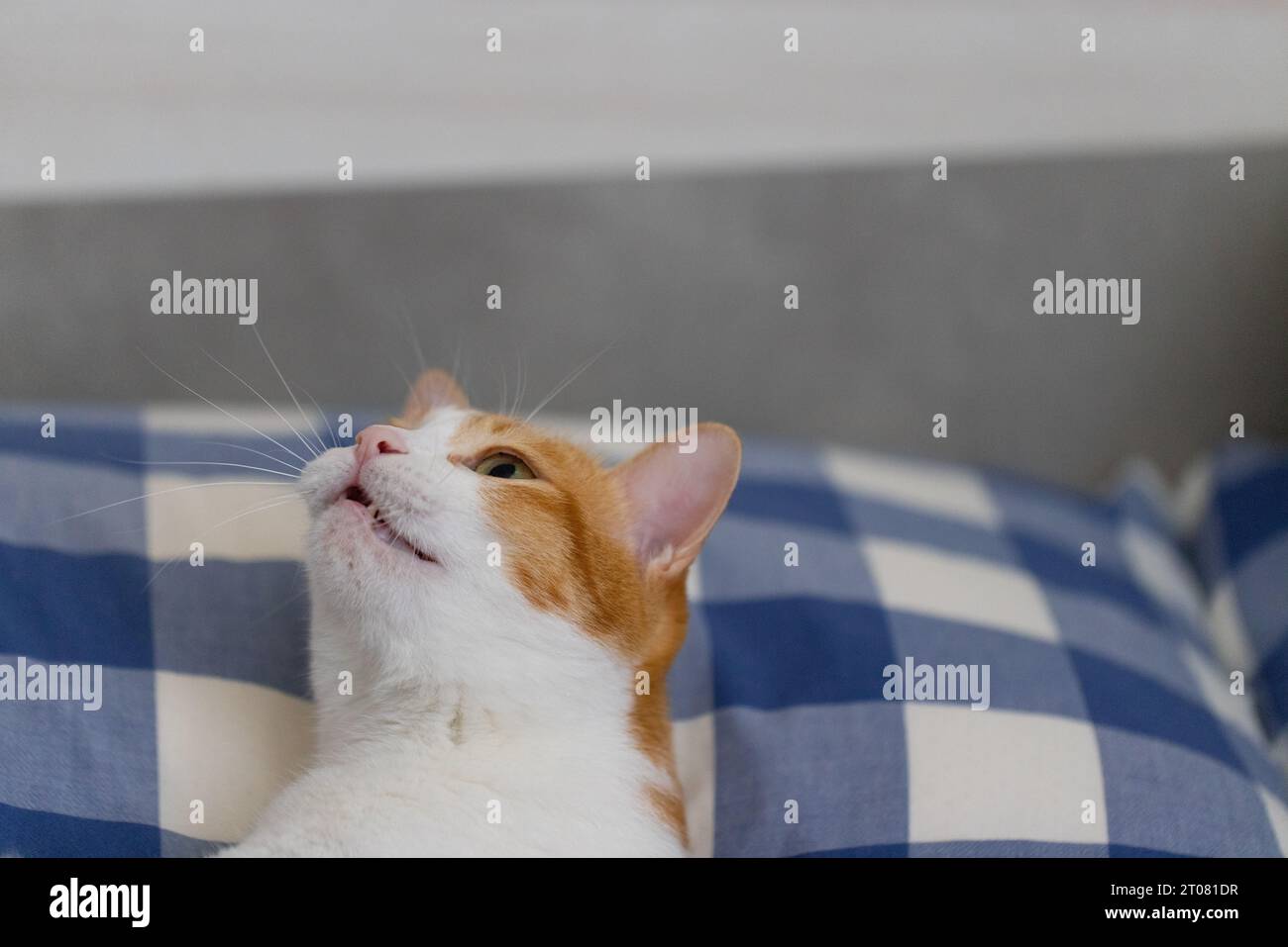 la tête de chat au gingembre se rapproche et regarde dans le lit Banque D'Images