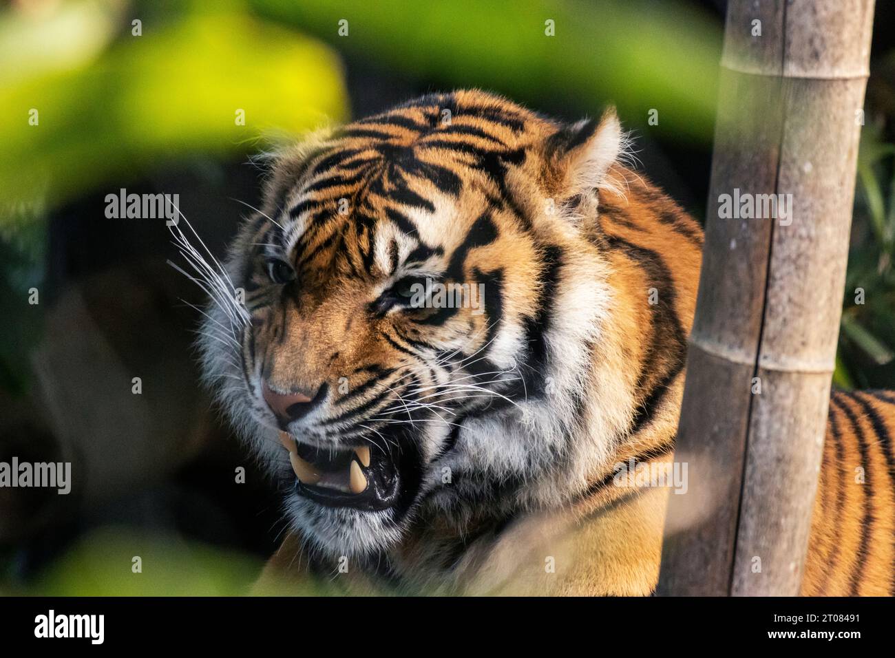 Gros plan spectaculaire d'un tigre de Sumatra qui met les dents à nu Banque D'Images