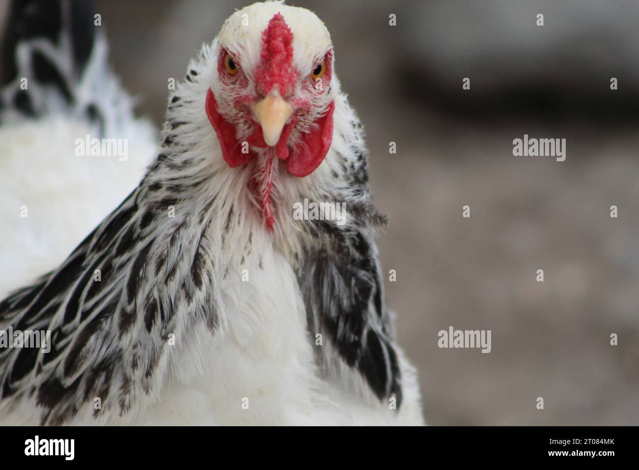 Brahma Chicken à la ferme Banque D'Images