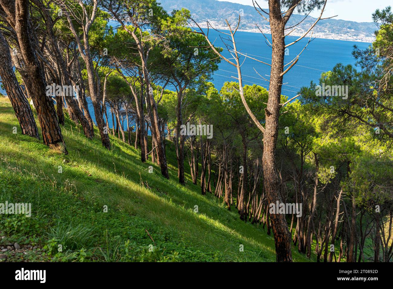 Alberi di pino su un versante della collina di Pentimele con vista sullo stretto di Messina Banque D'Images
