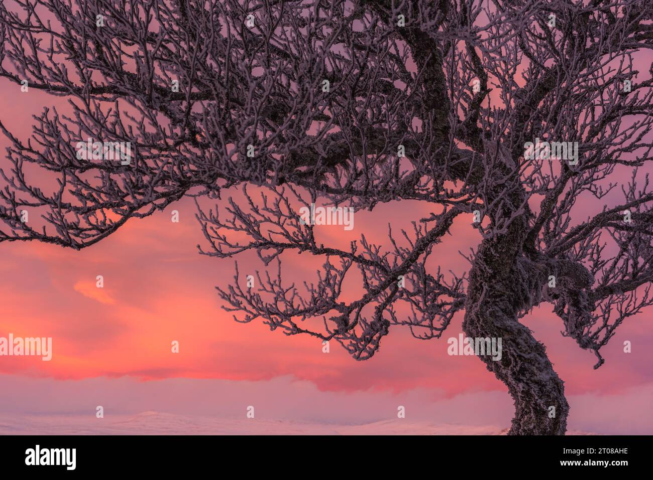 Branche de bouleau au milieu du paysage hivernal suédois enneigé au lever du soleil. Banque D'Images