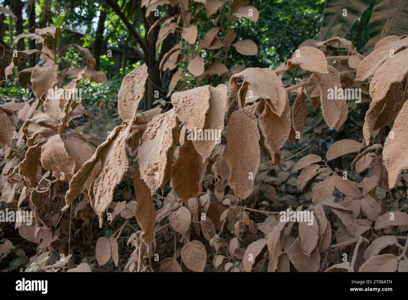 Feuilles d'arbres couvertes de poussière le long d'une route à Jashore, Bangladesh. Banque D'Images