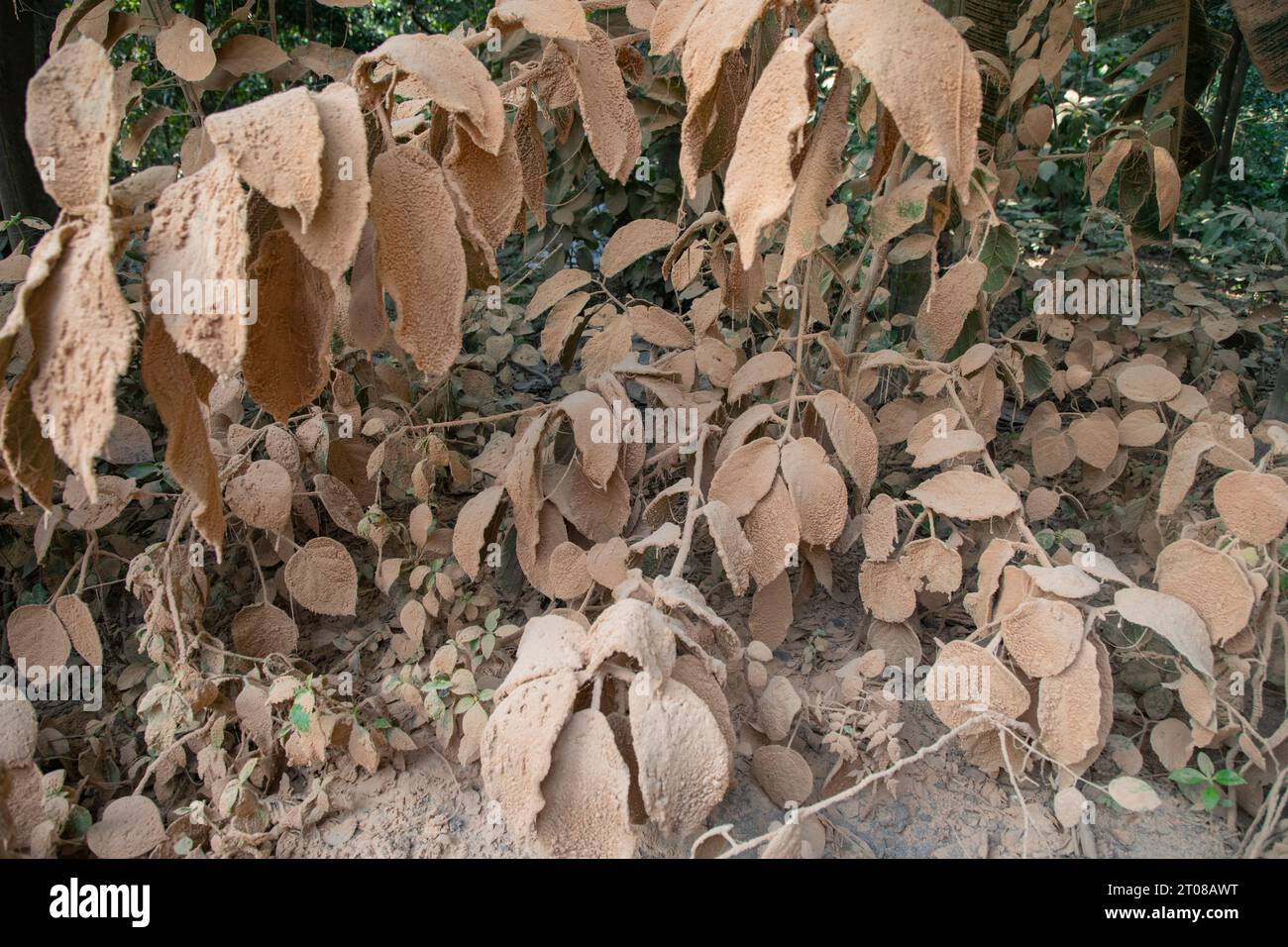 Feuilles d'arbres couvertes de poussière le long d'une route à Jashore, Bangladesh. Banque D'Images