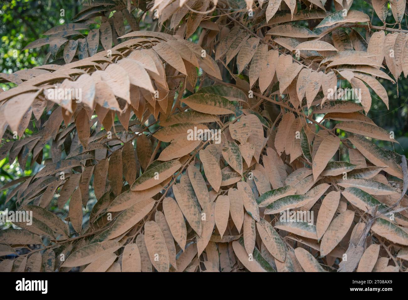 Feuilles d'arbres couvertes de poussière le long d'une route à Jashore, Bangladesh. Banque D'Images