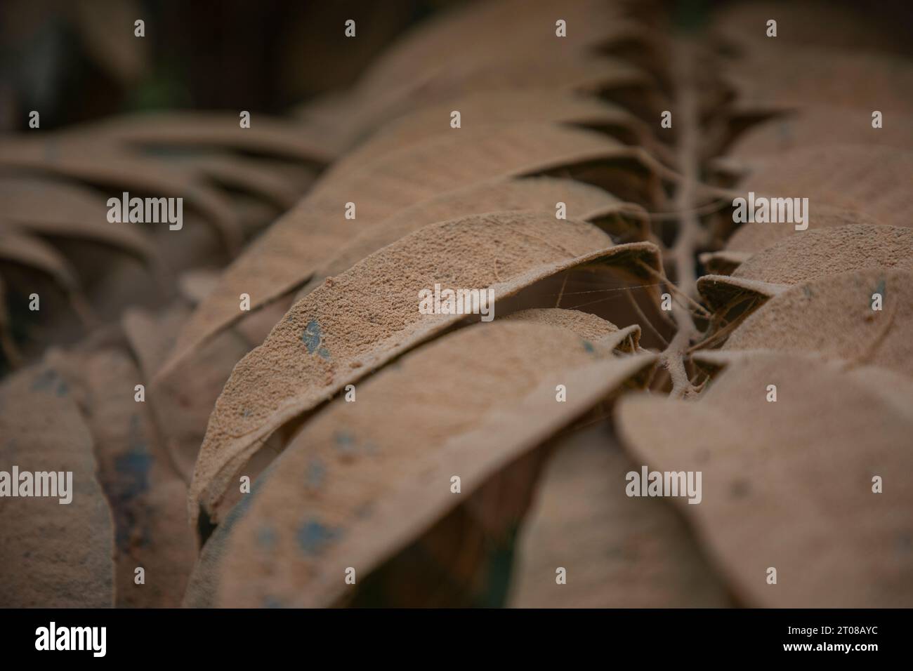Feuilles d'arbres couvertes de poussière le long d'une route à Jashore, Bangladesh. Banque D'Images