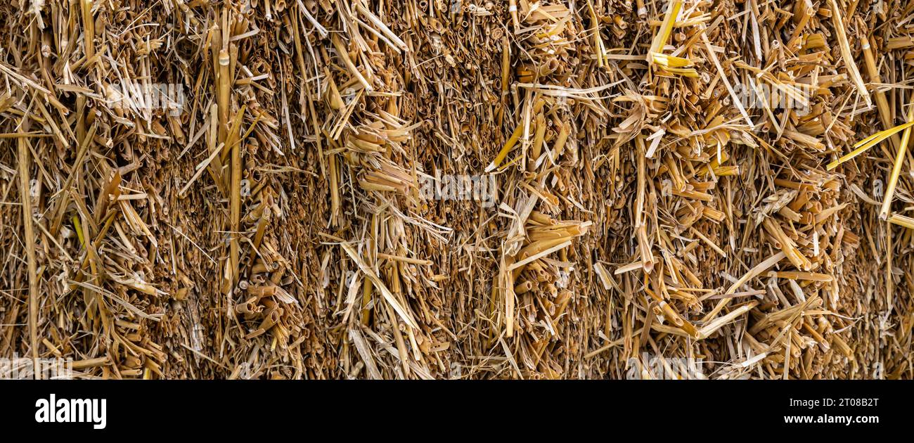Surface de la paille. Tiges sèches de fond de plantes céréalières. Des tiges de céréales sèches par temps ensoleillé Banque D'Images
