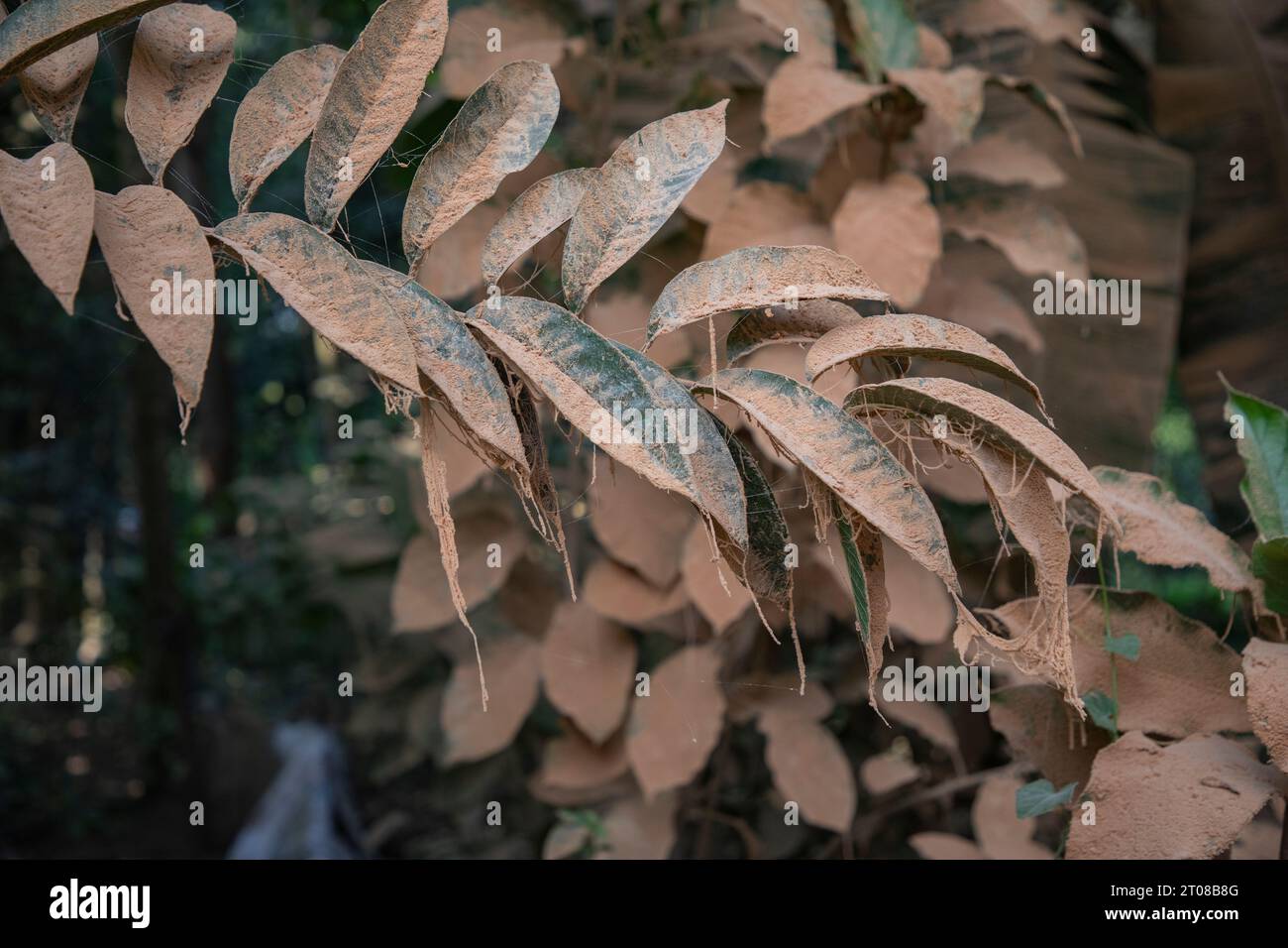 Feuilles d'arbres couvertes de poussière le long d'une route à Jashore, Bangladesh. Banque D'Images
