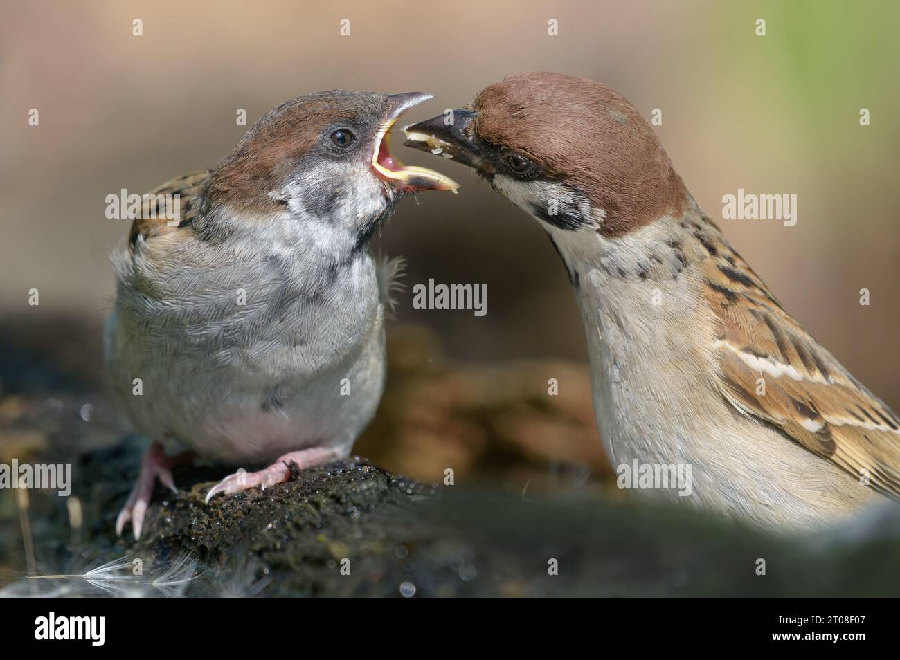 Portrait rapproché du moineau eurasien (passer montanus) nourrissant son poussin affamé bouche à bouche avec de la nourriture savoureuse Banque D'Images