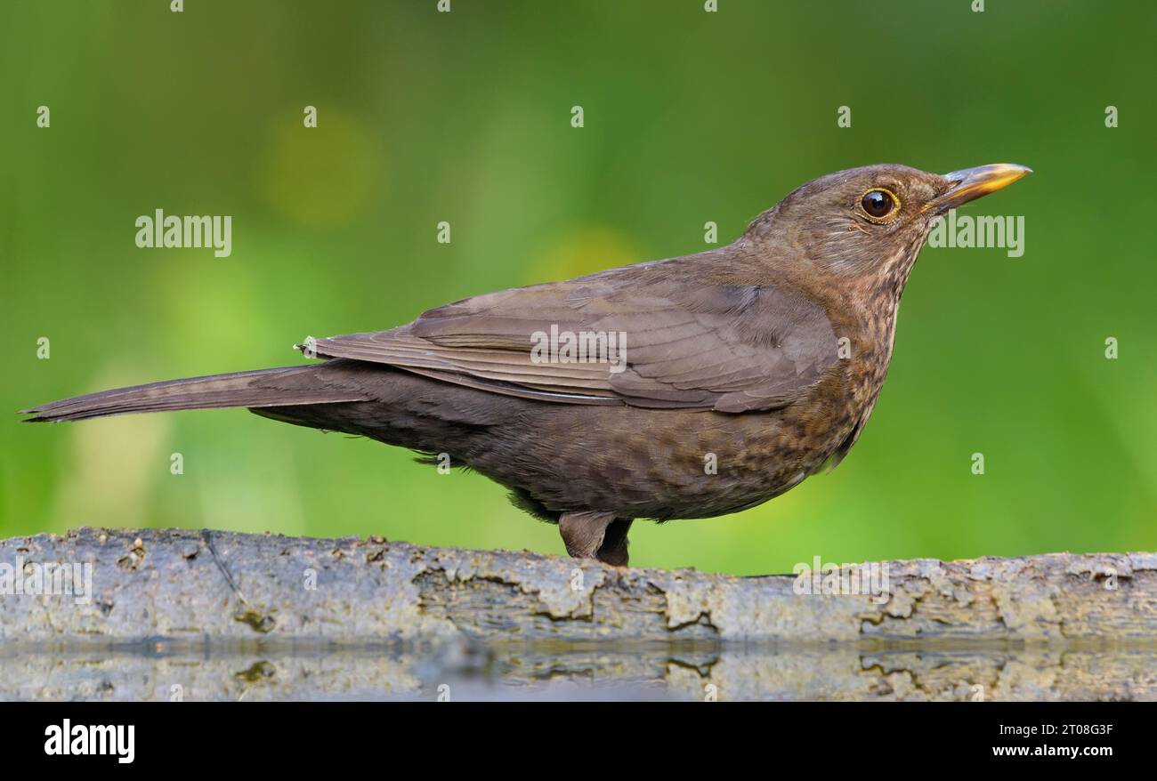 Jeune oiseau noir commun (turdus merula) se cachant près d'un étang d'eau dans une lumière douce Banque D'Images