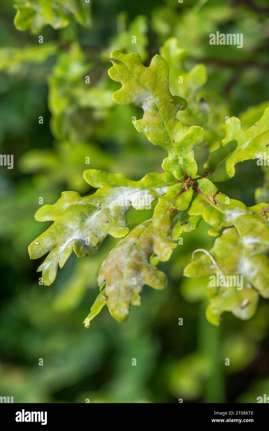 Feuilles de chêne avec champignon de l'oïdium / pathogène des feuilles - peut-être Erysiphe alphitoides. Communément vu heure d'automne. Concentrez-vous sur la tache blanche vers 9 heures Banque D'Images