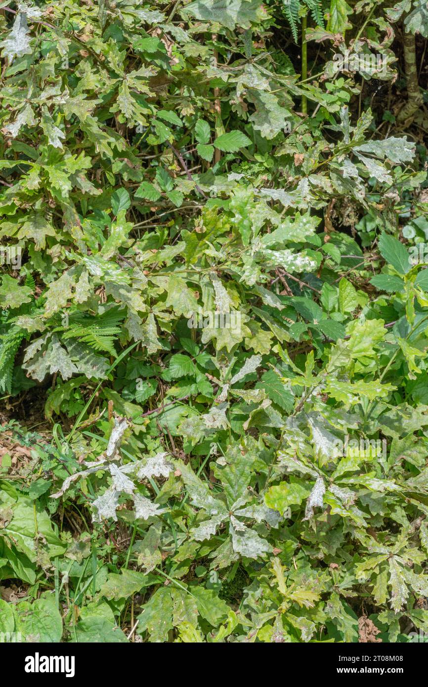 Feuilles de chêne avec champignon de l'oïdium / pathogène des feuilles - peut-être Erysiphe alphitoides. Communément vu heure d'automne. Banque D'Images