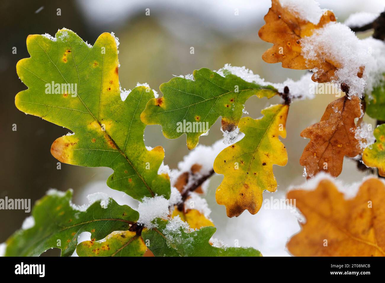 Neige en octobre, l'hiver arrive trop tôt, les feuilles d'automne colorées des arbres contrastent avec la neige, les caprices météorologiques, Stuttgart Banque D'Images