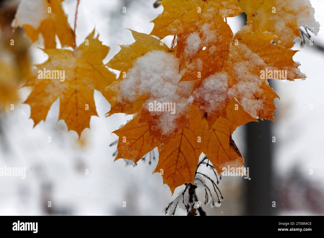 Neige en octobre, l'hiver arrive trop tôt, les feuilles d'automne colorées des arbres contrastent avec la neige, les caprices météorologiques, Stuttgart Banque D'Images
