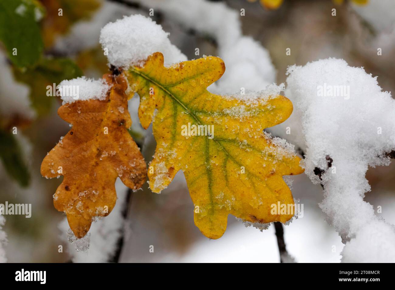 Neige en octobre, l'hiver arrive trop tôt, les feuilles d'automne colorées des arbres contrastent avec la neige, les caprices météorologiques, Stuttgart Banque D'Images