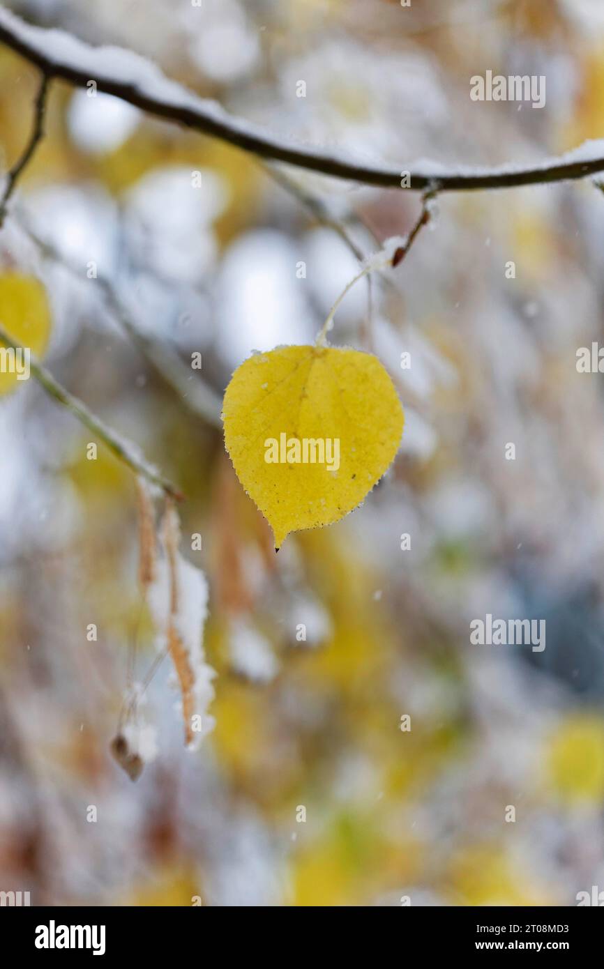 Neige en octobre, l'hiver arrive trop tôt, les feuilles d'automne colorées des arbres contrastent avec la neige, les caprices météorologiques, Stuttgart Banque D'Images
