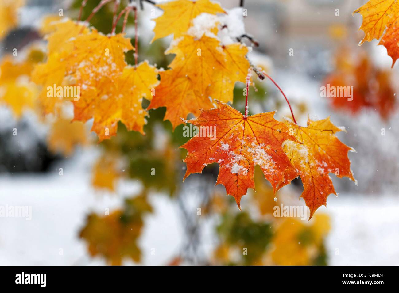 Neige en octobre, l'hiver arrive trop tôt, les feuilles d'automne colorées des arbres contrastent avec la neige, les caprices météorologiques, Stuttgart Banque D'Images