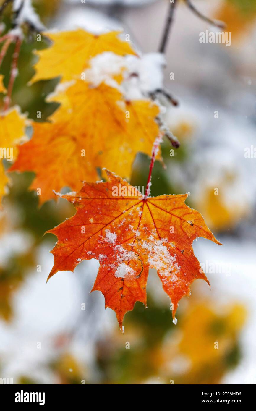 Neige en octobre, l'hiver arrive trop tôt, les feuilles d'automne colorées des arbres contrastent avec la neige, les caprices météorologiques, Stuttgart Banque D'Images