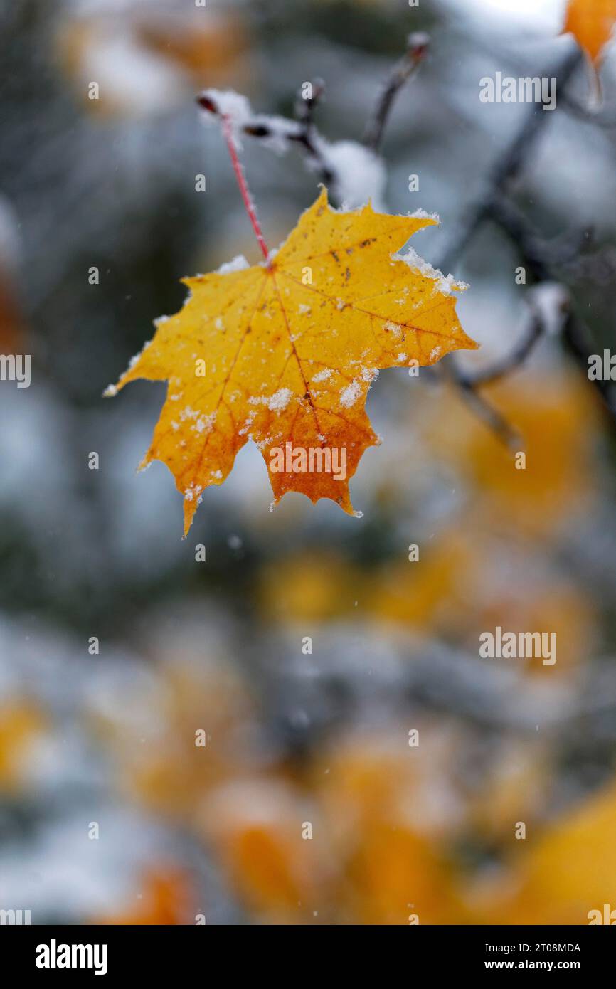 Neige en octobre, l'hiver arrive trop tôt, les feuilles d'automne colorées des arbres contrastent avec la neige, les caprices météorologiques, Stuttgart Banque D'Images
