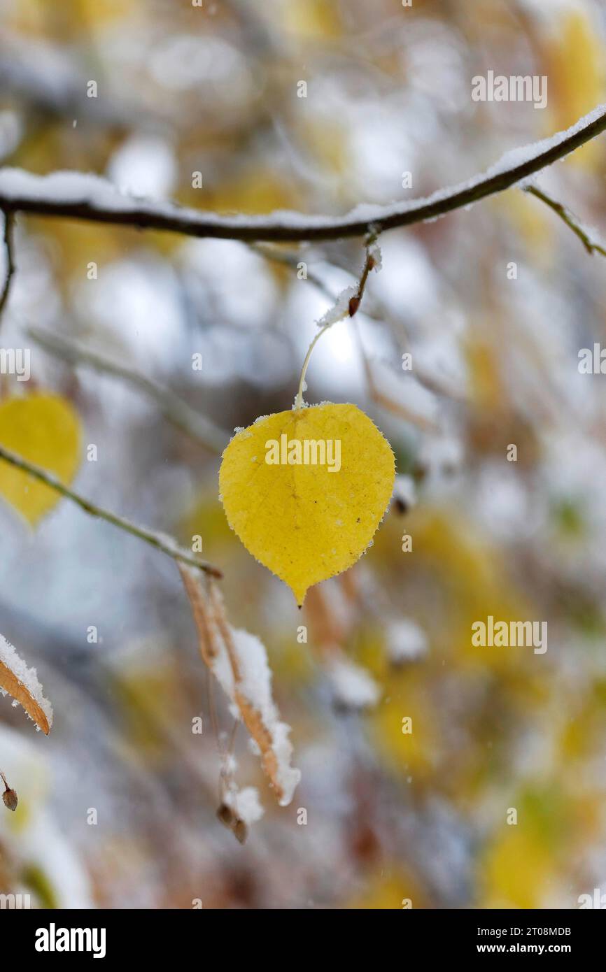 Neige en octobre, l'hiver arrive trop tôt, les feuilles d'automne colorées des arbres contrastent avec la neige, les caprices météorologiques, Stuttgart Banque D'Images