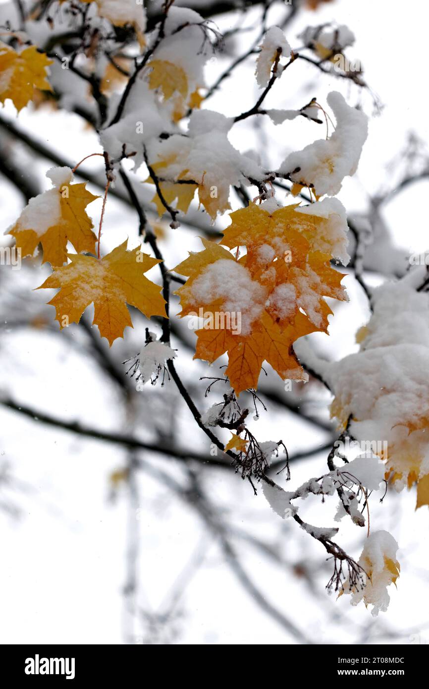Neige en octobre, l'hiver arrive trop tôt, les feuilles d'automne colorées des arbres contrastent avec la neige, les caprices météorologiques, Stuttgart Banque D'Images