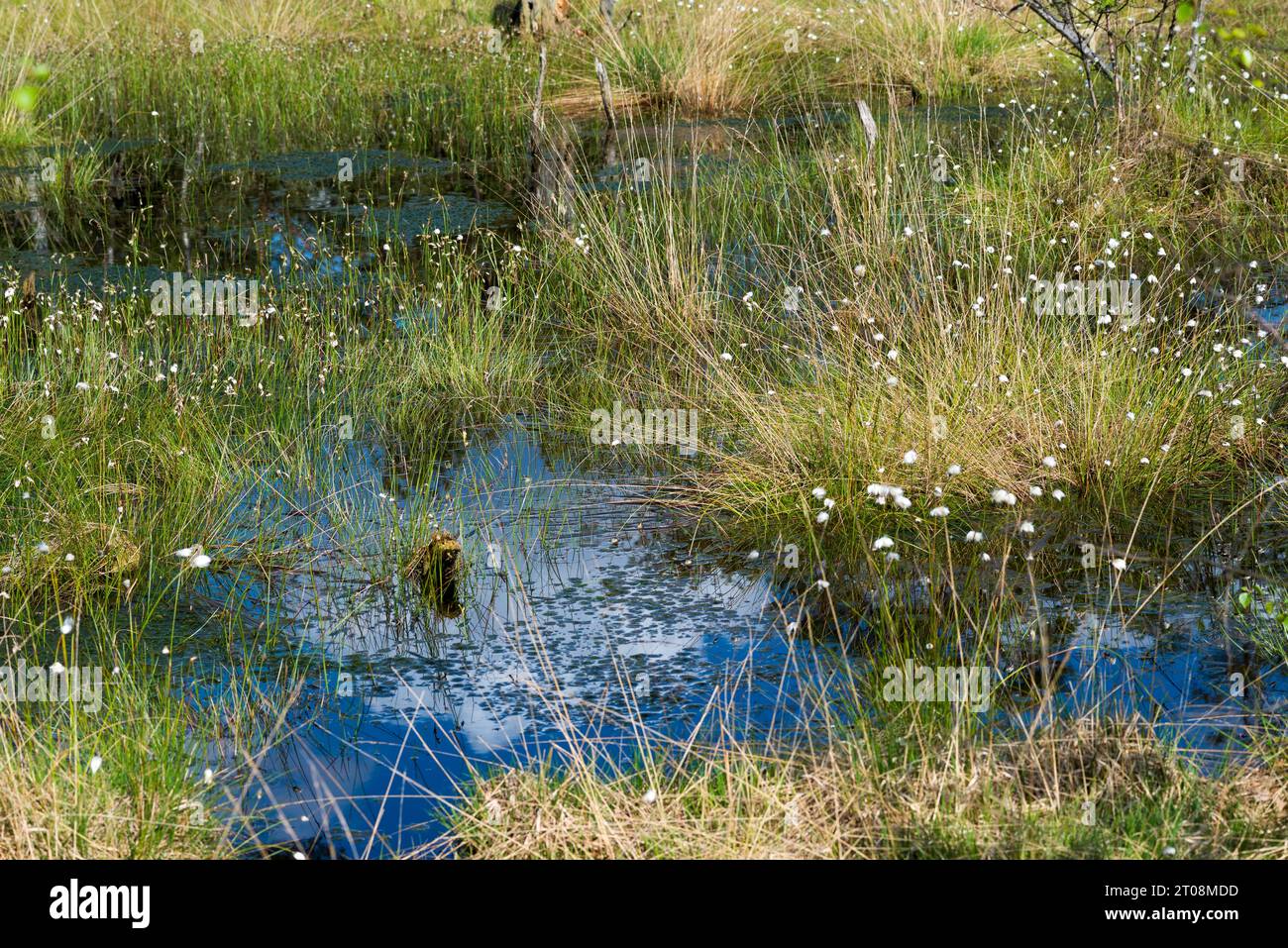 Scheiden-Wollgras ou Scheidiges Wollgras (Eriophorum vaginatum) avec des peuplements de graines sur bulbes (Bult ou Buelte), Pfeifen-gras ou landes (Molinia) Banque D'Images