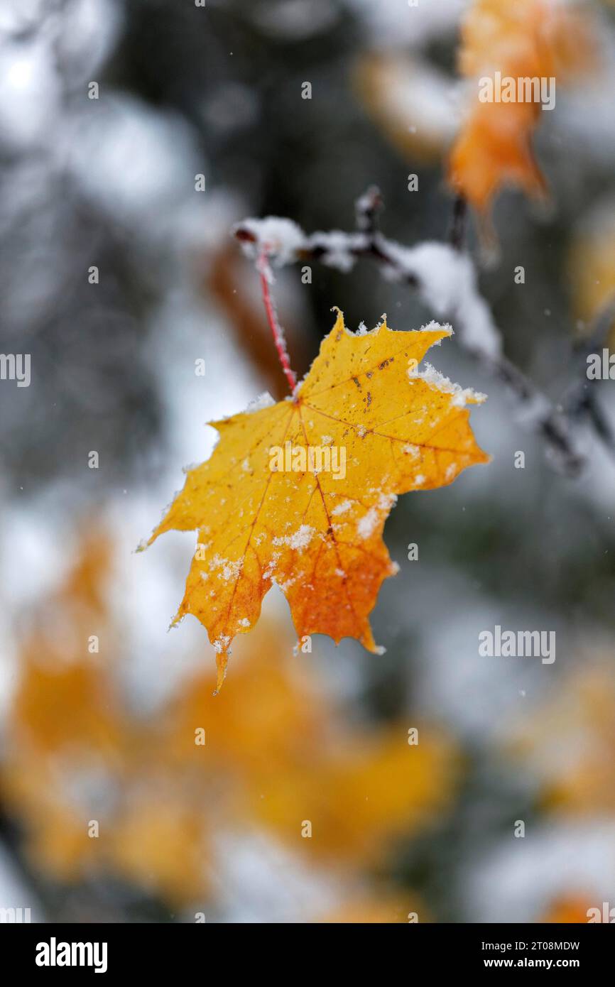 Neige en octobre, l'hiver arrive trop tôt, les feuilles d'automne colorées des arbres contrastent avec la neige, les caprices météorologiques, Stuttgart Banque D'Images