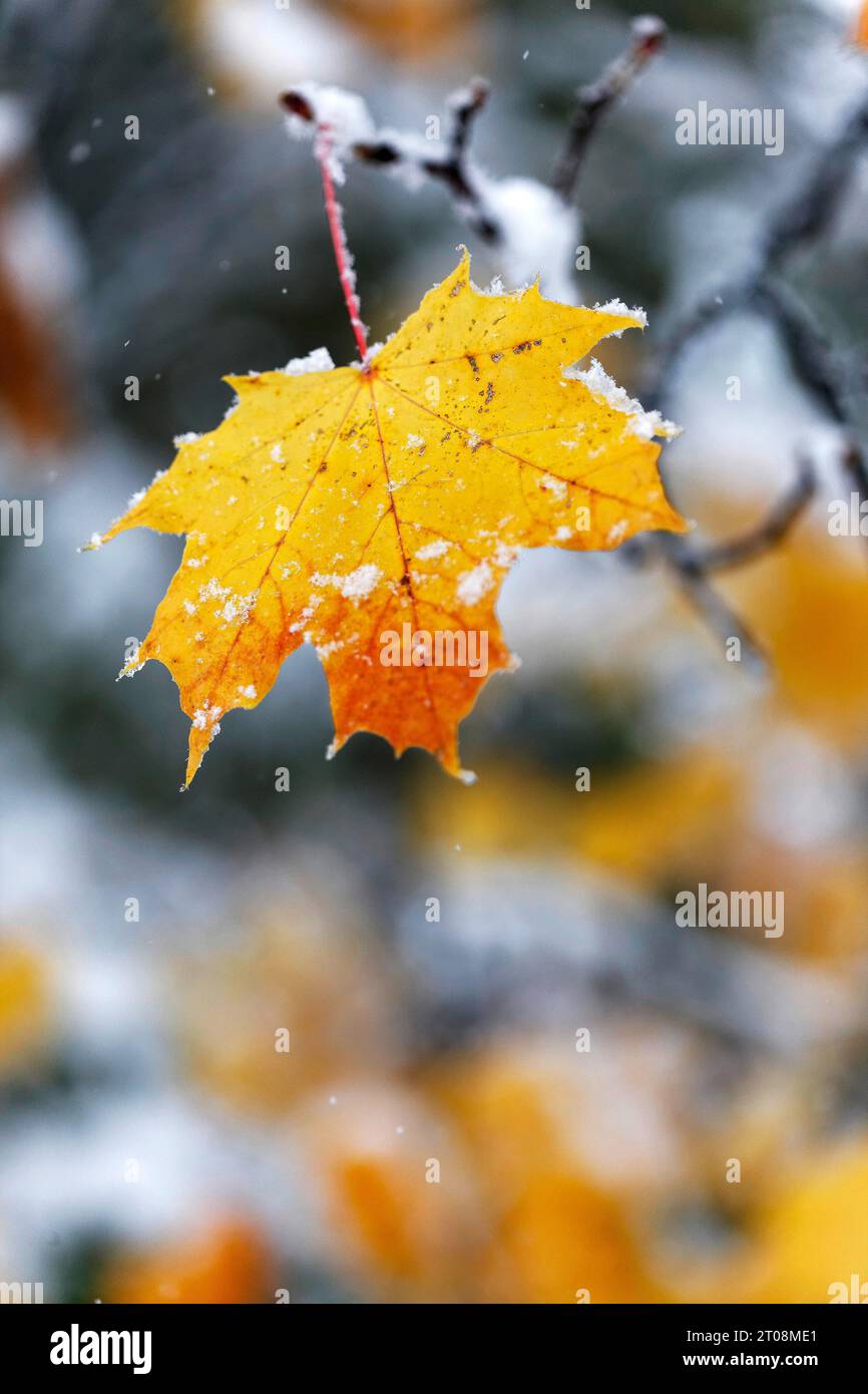 Neige en octobre, l'hiver arrive trop tôt, les feuilles d'automne colorées des arbres contrastent avec la neige, les caprices météorologiques, Stuttgart Banque D'Images