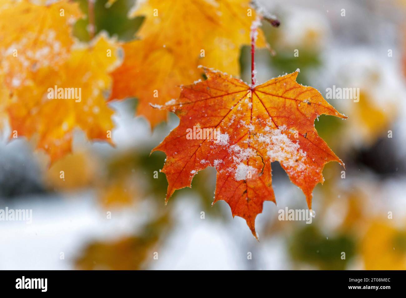 Neige en octobre, l'hiver arrive trop tôt, les feuilles d'automne colorées des arbres contrastent avec la neige, les caprices météorologiques, Stuttgart Banque D'Images