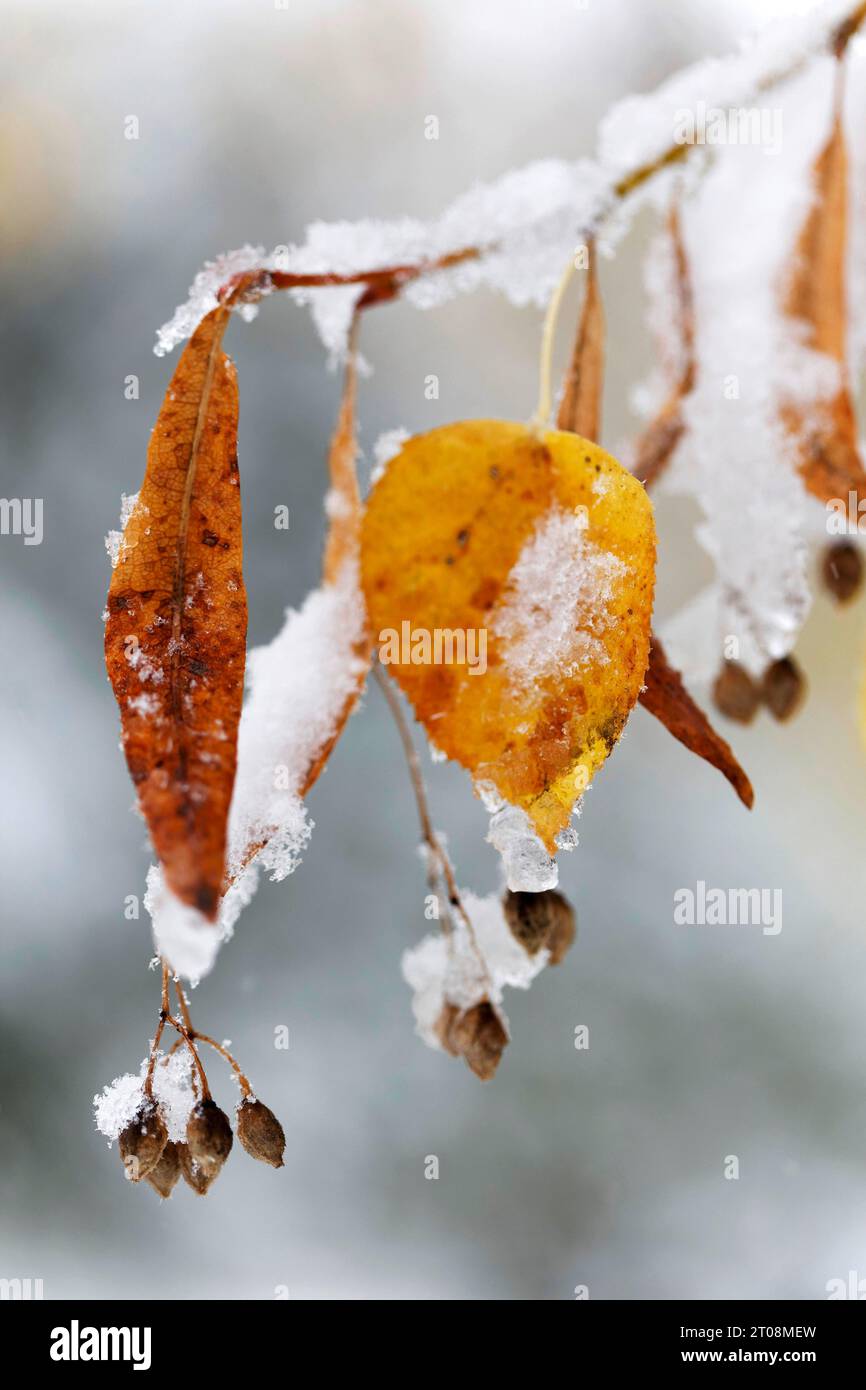 Neige en octobre, l'hiver arrive trop tôt, les feuilles d'automne colorées des arbres contrastent avec la neige, les caprices météorologiques, Stuttgart Banque D'Images
