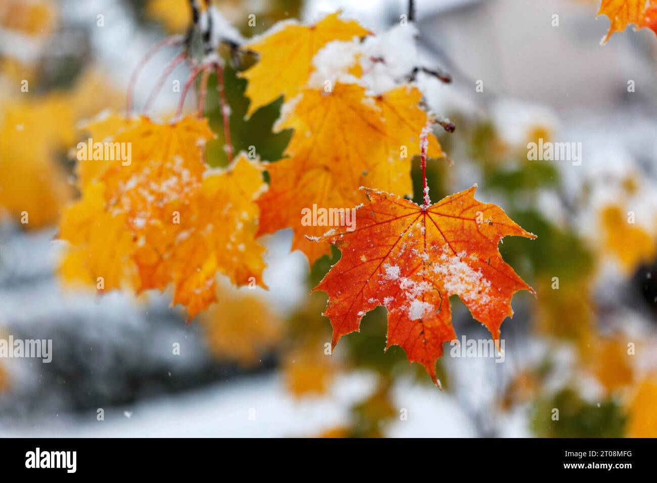 Neige en octobre, l'hiver arrive trop tôt, les feuilles d'automne colorées des arbres contrastent avec la neige, les caprices météorologiques, Stuttgart Banque D'Images
