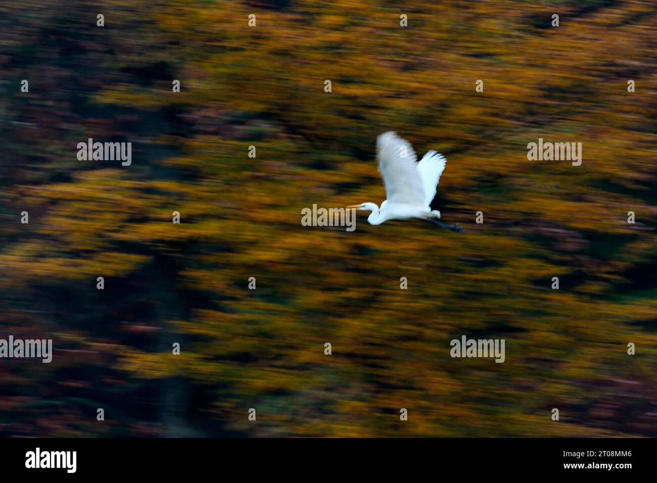 Grande aigrette (Casmerodius albus), en vol, avec feuillage automnal en arrière-plan, Bergsenkungsgebiet, Bottrop, région de la Ruhr, Rhénanie du Nord-Westphalie Banque D'Images