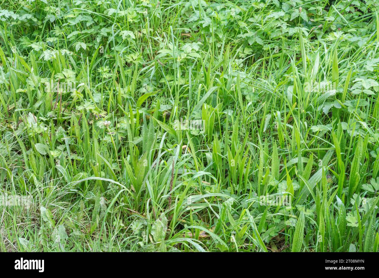 Ribwort plantain / Plantago lanceolata poussant parmi les herbes. Légèrement rétro-éclairées, les feuilles de Ribwort sont plus jaunes et plus larges que l'herbe. Mauvaise herbe commune. Banque D'Images