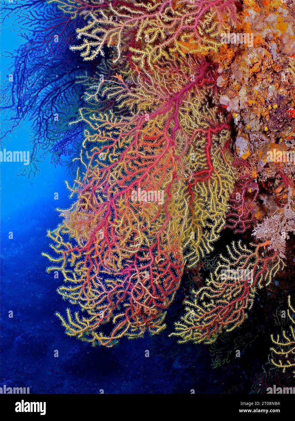Fouet de mer adolescent (Paramuricea clavata), site de plongée Iles Medes, l' Estartit, Costa Brava, Espagne, Mer Méditerranée Banque D'Images