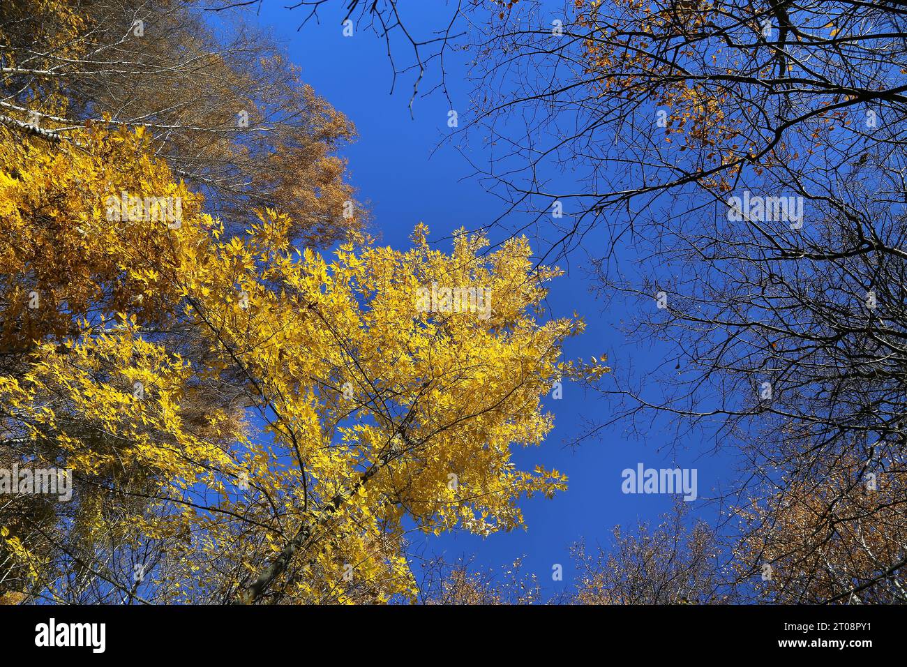 Tops de beaux arbres d'automne sur fond de ciel bleu Banque D'Images