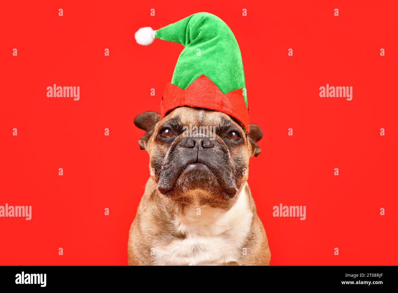 Chien Bulldog français habillé avec le chapeau de costume d'elfe de Noël devant le fond rouge Banque D'Images