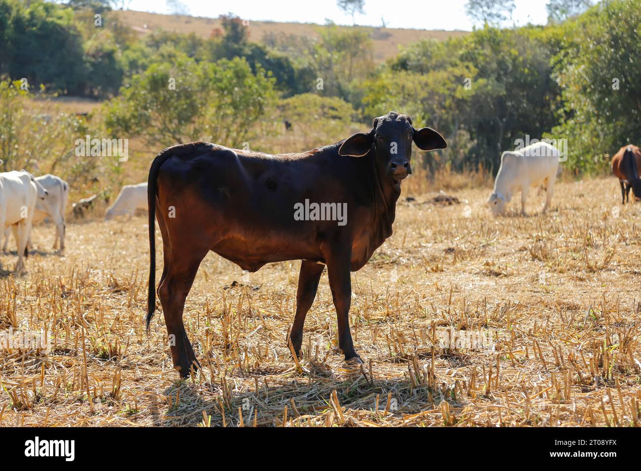 vaches et taureaux dans le troupeau sur le champ d'herbe sèche. Une vache regarde la caméra. troupeau de bovins Banque D'Images